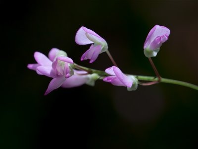 Pointed-leaved Tick-trefoil