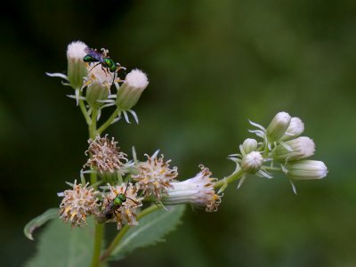 Sweet-scented Indian Plantain