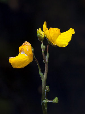 Bladderwort