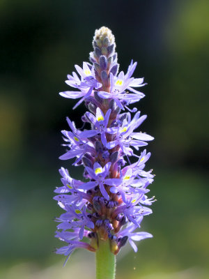 Pickerelweed