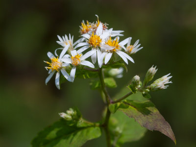 White Wood Aster