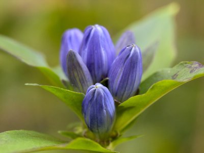 Bottle Gentian