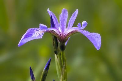 Blue Flag Iris