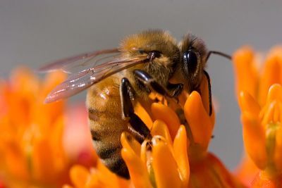 Honeybee on Butterflyweed