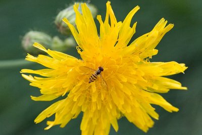 Fly on Sow Thistle
