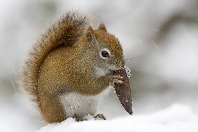 Red Squirrel
