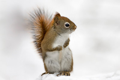Red Squirrel