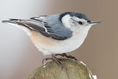 Nuthatch