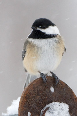 Chickadee