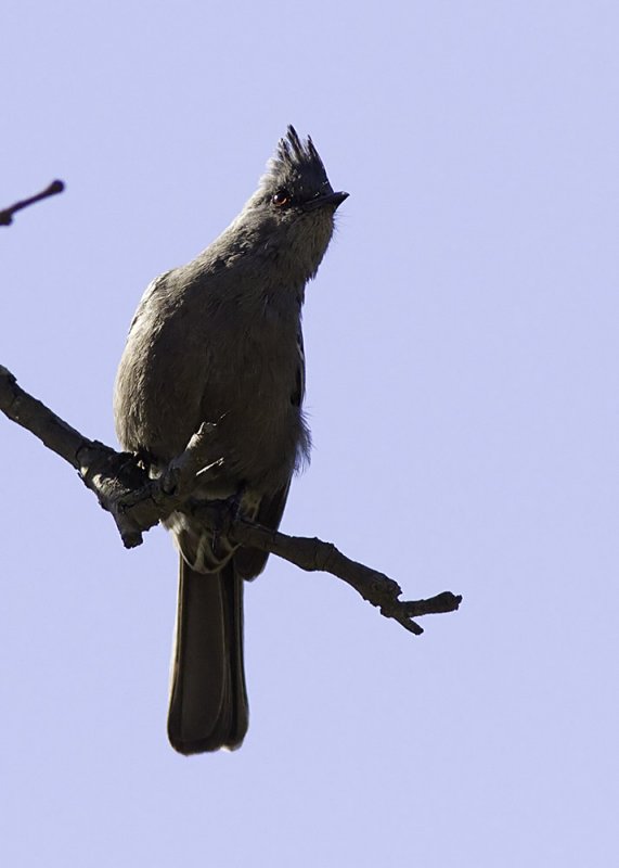 Phainopepla (female)