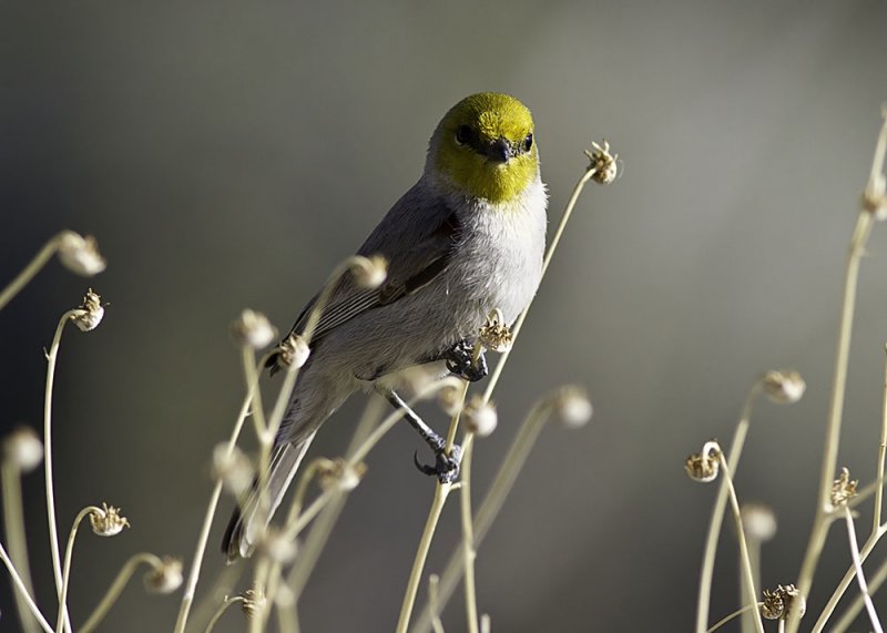 Verdin