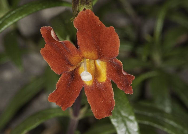 Scarlet Monkeyflower (<em>Erythranthe cardinalis</em>)