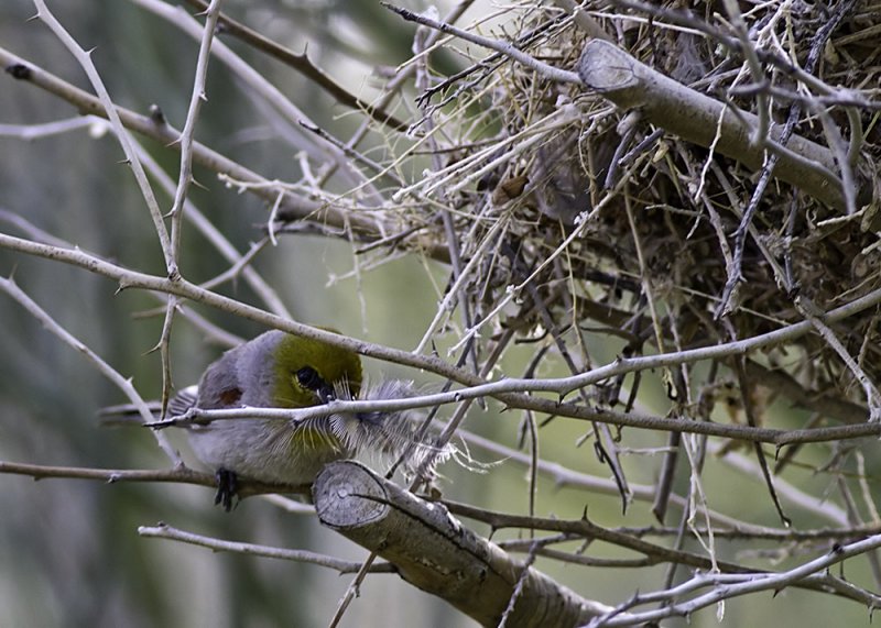 Verdin