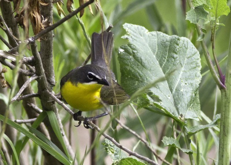 Yellow-breasted Chat