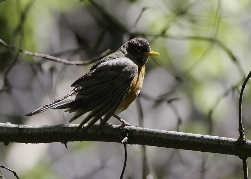 American Robin