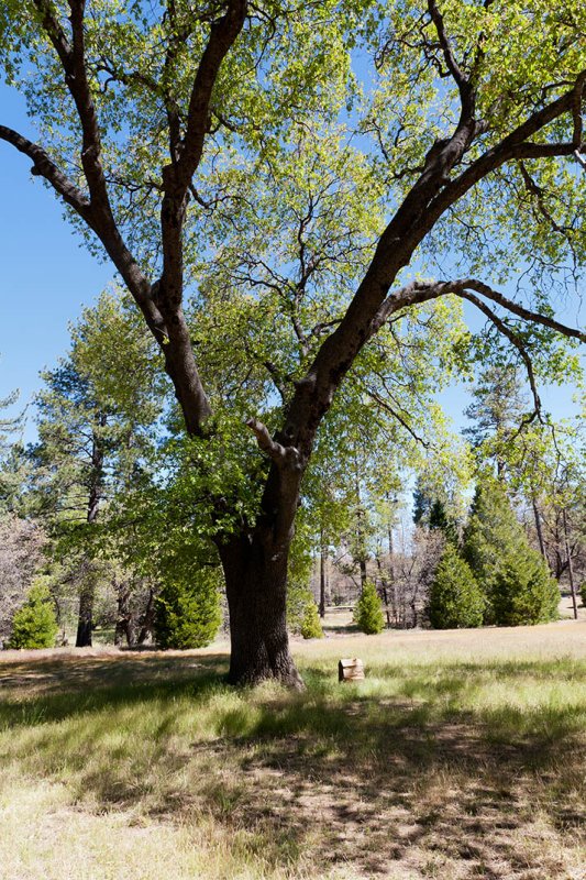 Black Oak (<em>Quercus kelloggii</em>)