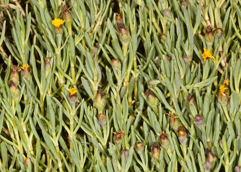Salty Susan (<em>Jaumea carnosa</em>)