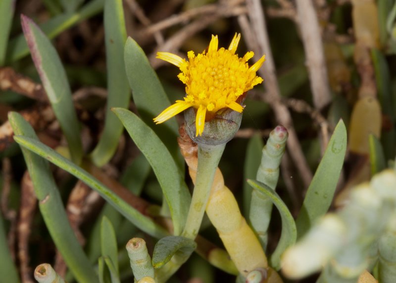Salty Susan (<em>Jaumea carnosa</em>)
