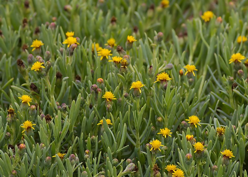 Salty Susan (<em>Jaumea carnosa</em>)