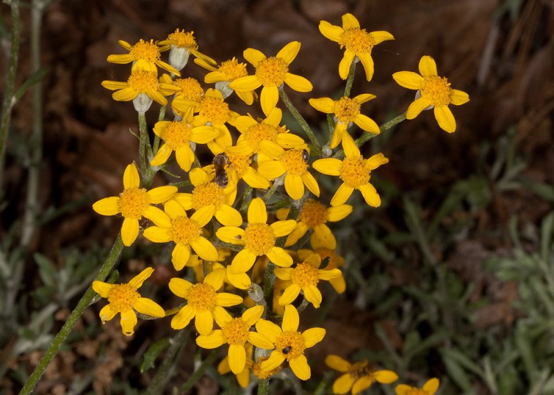 Golden Yarrow  (<em>Eriophyllum confetiflorum</em>)