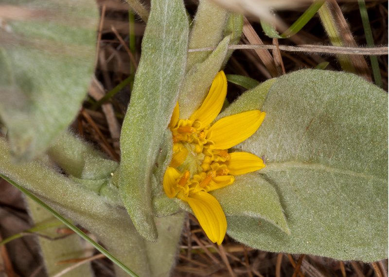 Mules Ears  (<em>Wyethis ovata</em>)