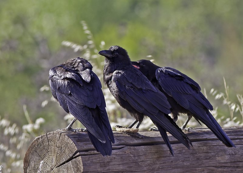 American Crow