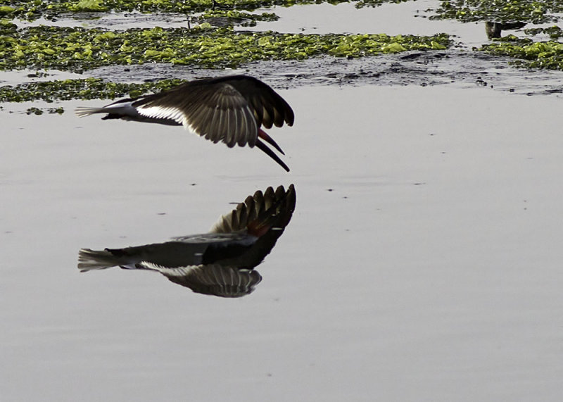 Black Skimmer
