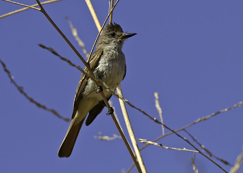 Ash-throated Flycatcher