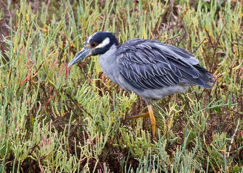 Yellow-crowned Night Heron