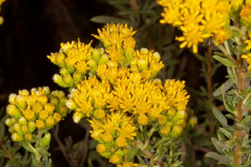 Coastal  Goldenbush (<em>Isocoma menziesii menziesii</em>)