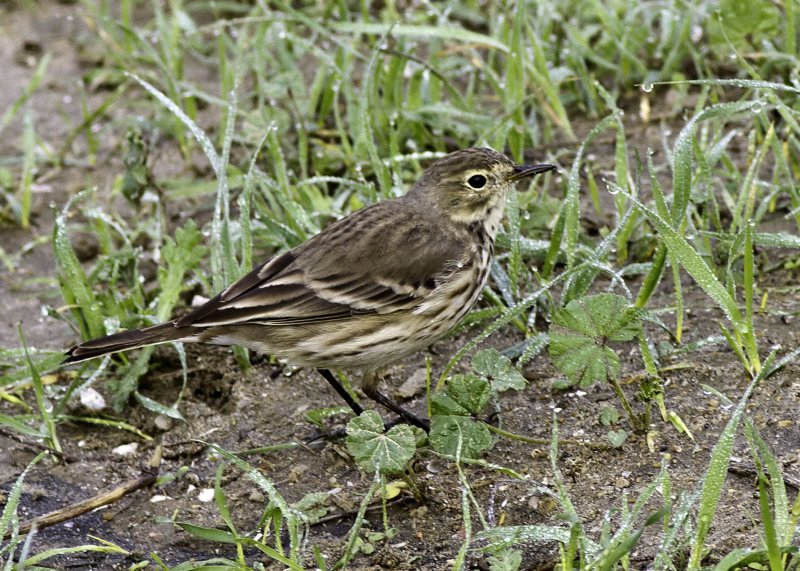 American Pipit