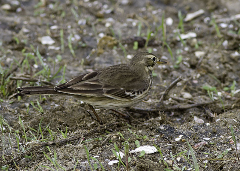 American Pipit