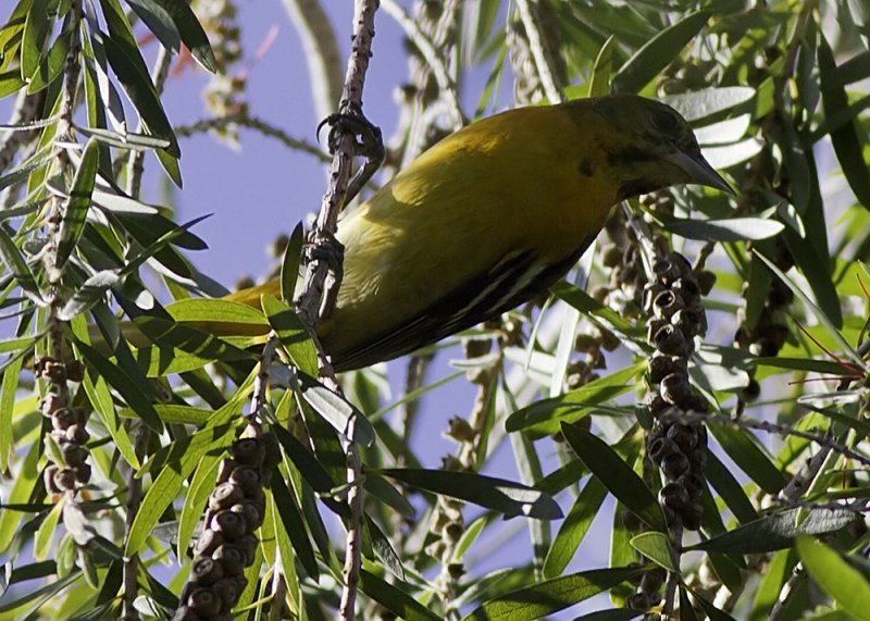 Baltimore Oriole