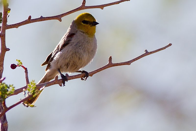 Verdin