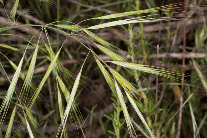 Ripgut brome  (<em> Bromus diandrus</em>)