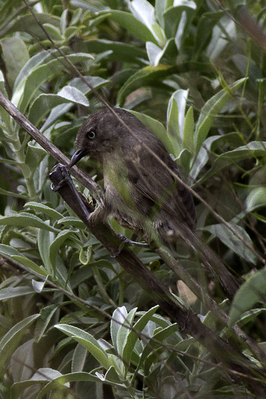 Wrentit