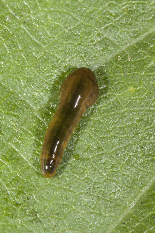 Cherry Slug  (<em>Caliroa-cerasi</em>)