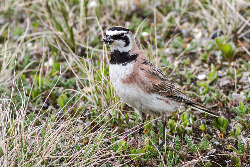 Horned Lark - Western Arctic