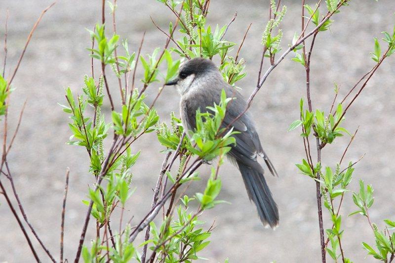 Gray Jay