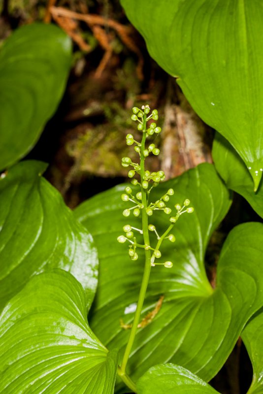 False Lily of the Nile