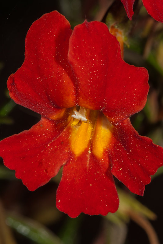 Scarlet Monkeyflower (<em>Erythranthe cardinalis</em>)