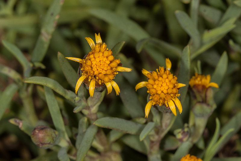 Salty Susan (<em>Jaumea carnosa</em>)
