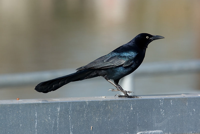 Great-tailed Grackle (<em>Quiscallus mexicanus</em>)