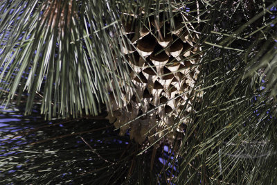 Coulter Pine (Pinus coulteri)