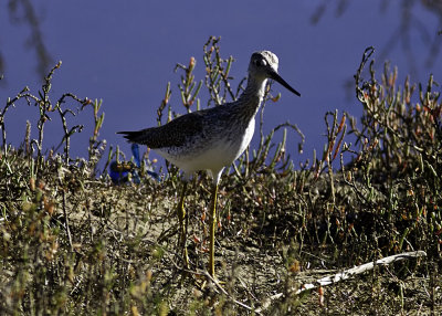 Greater Yellowlegs