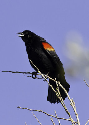 Red-winged Blackbird