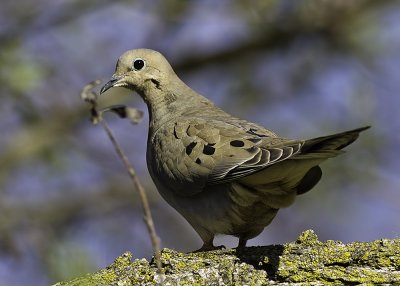 Mourning Dove