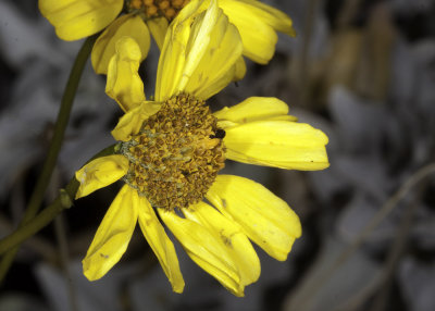 Brittlebush (Encelia farinosa)