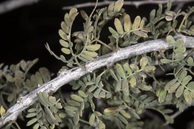 Cat Claw Acacia (Acacia greggii)