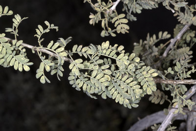 Cat Claw Acacia (Acacia greggii)